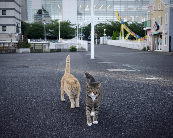 SONY DSC